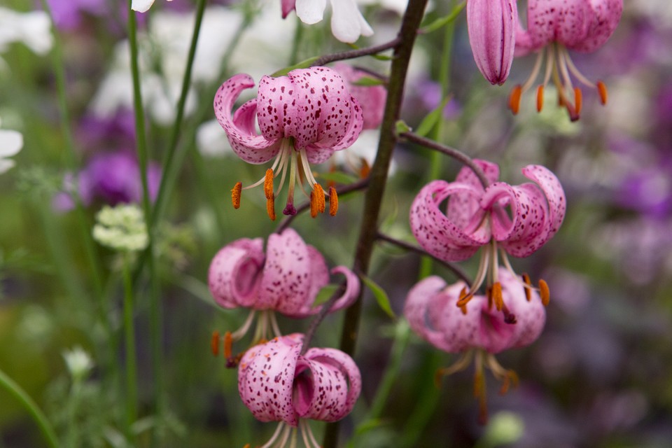 Martagon Lily