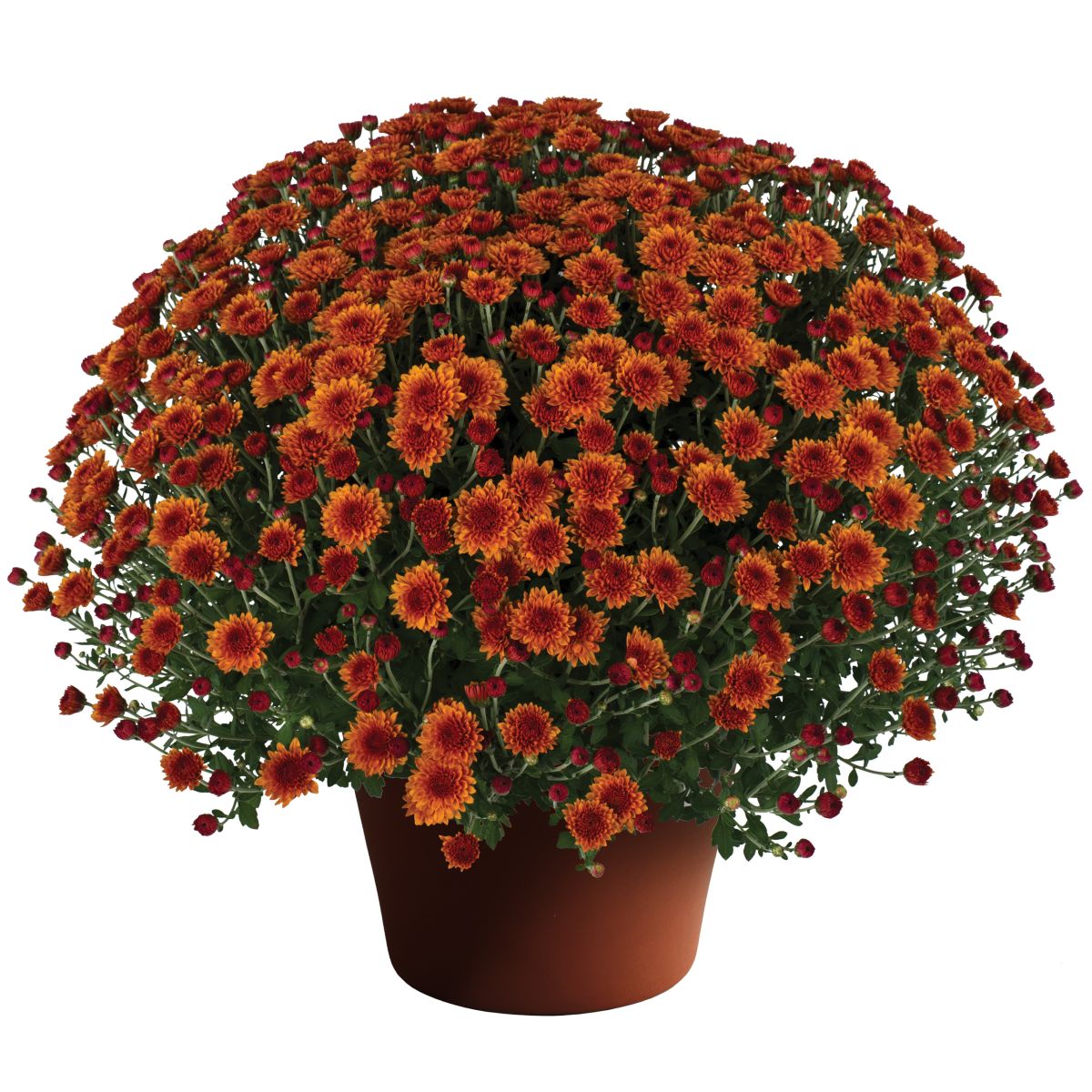 Miranda Orange Mums