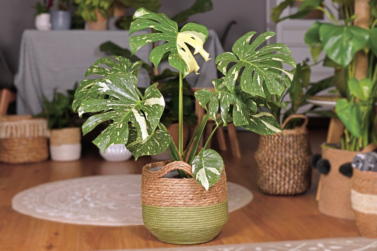 Monstera deliciosa Thai constellation 