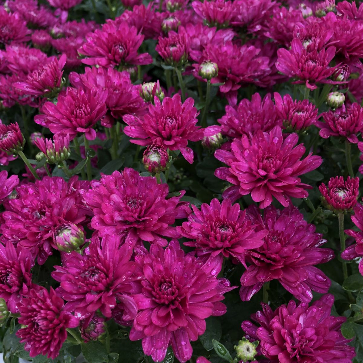 Morgana Purple Mums