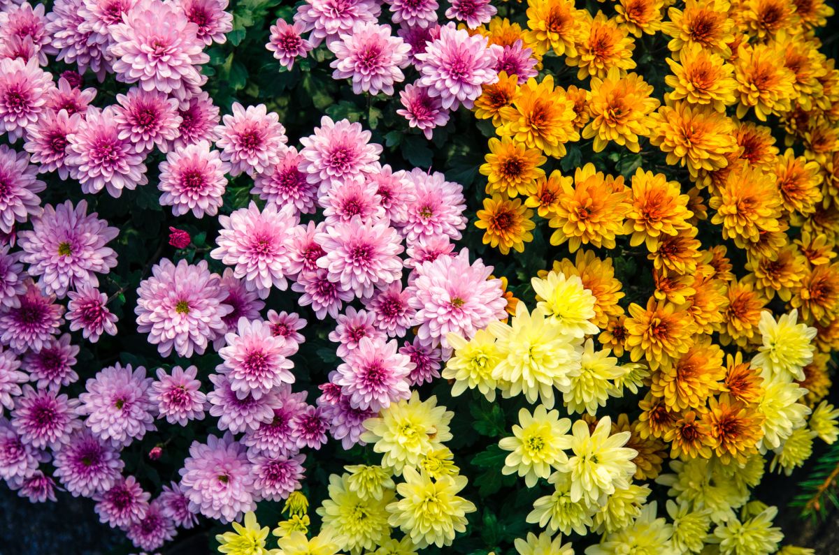 Mums Flowers Grow and Care