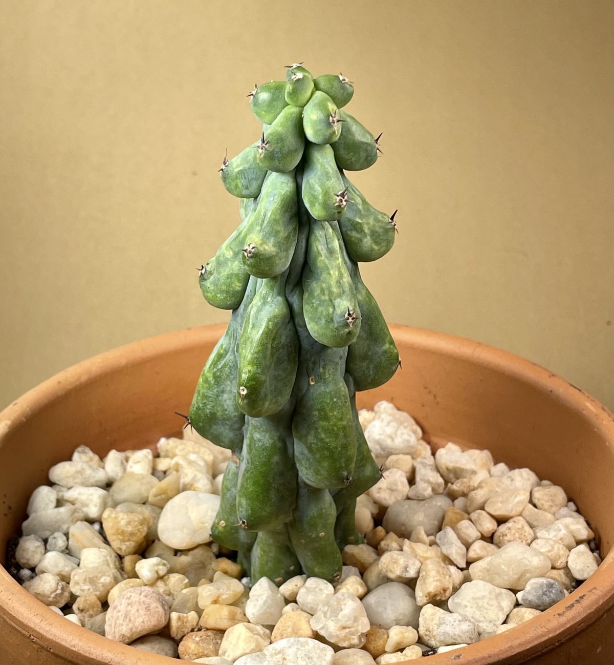 Myrtillocactus Geometrizans Fukurokuryuzinboku