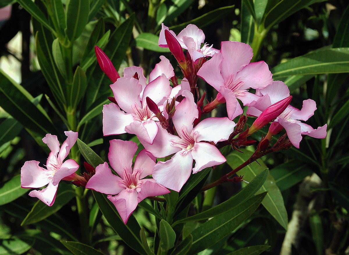 Oleander – Nerium