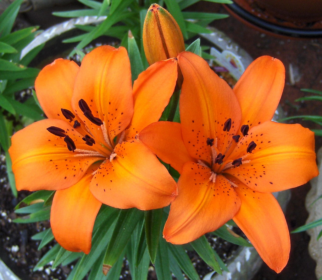 Orange Pixie Lily