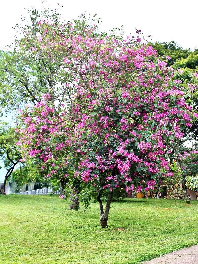 Orchid Tree – Bauhinia
