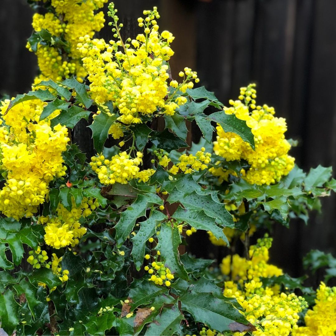 Oregon Grape