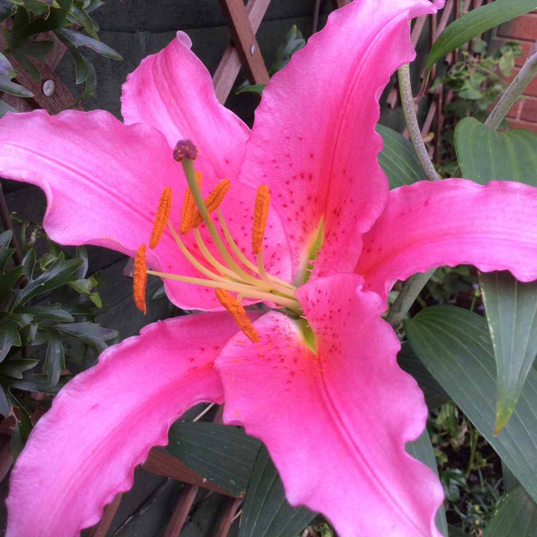 Oriental Lily Acapulco