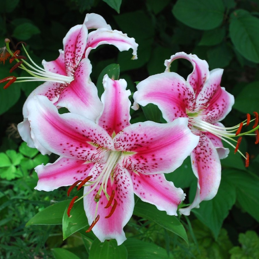 Oriental Lily