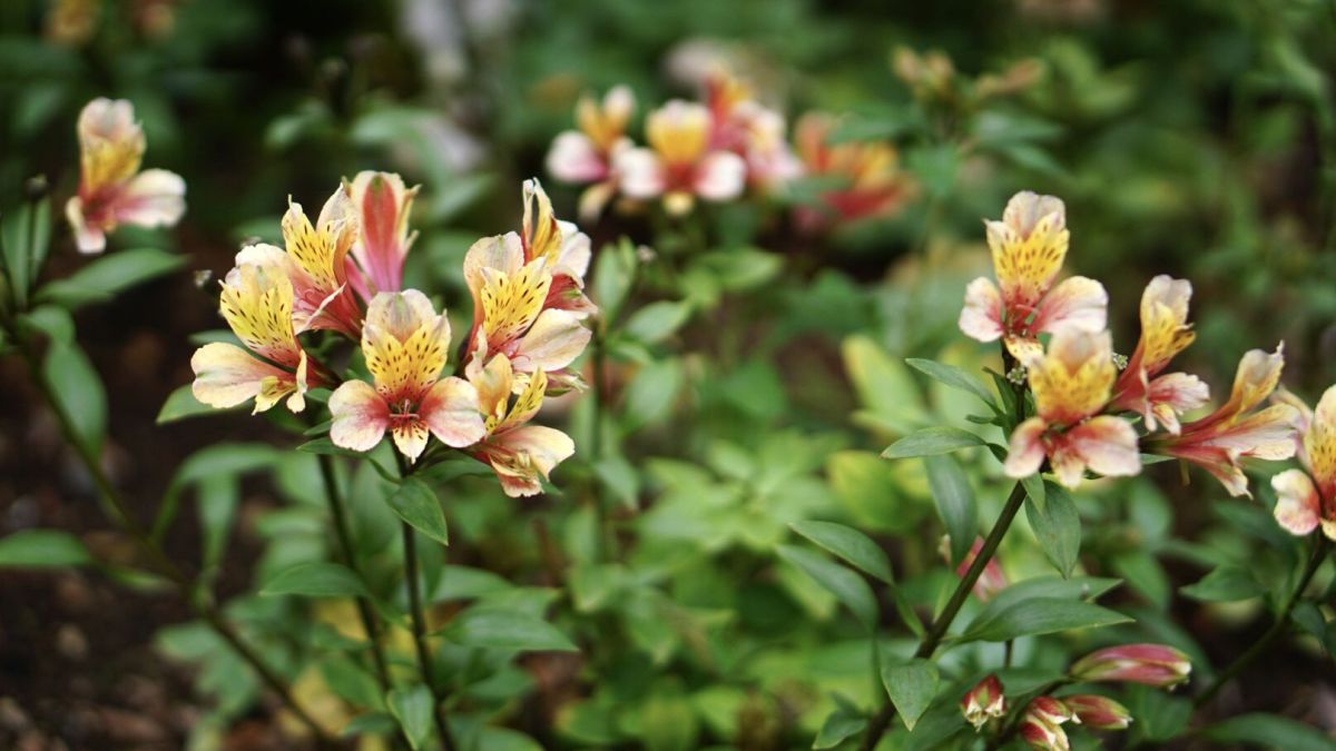 Peruvian Lily – Alstroemeria