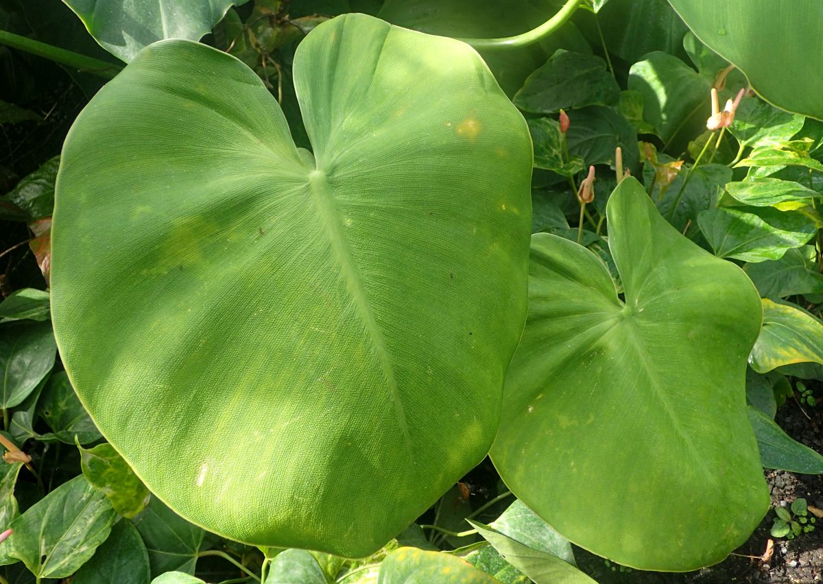 Philodendron Rugosum 