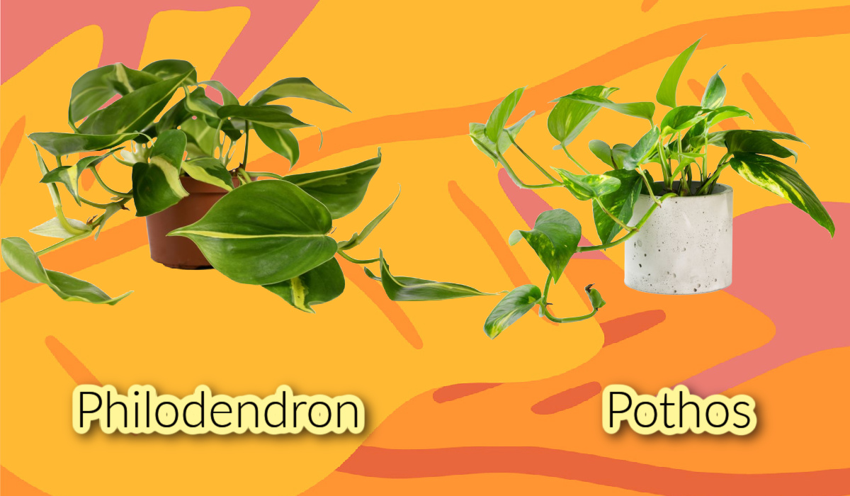 Philodendron vs. Pothos