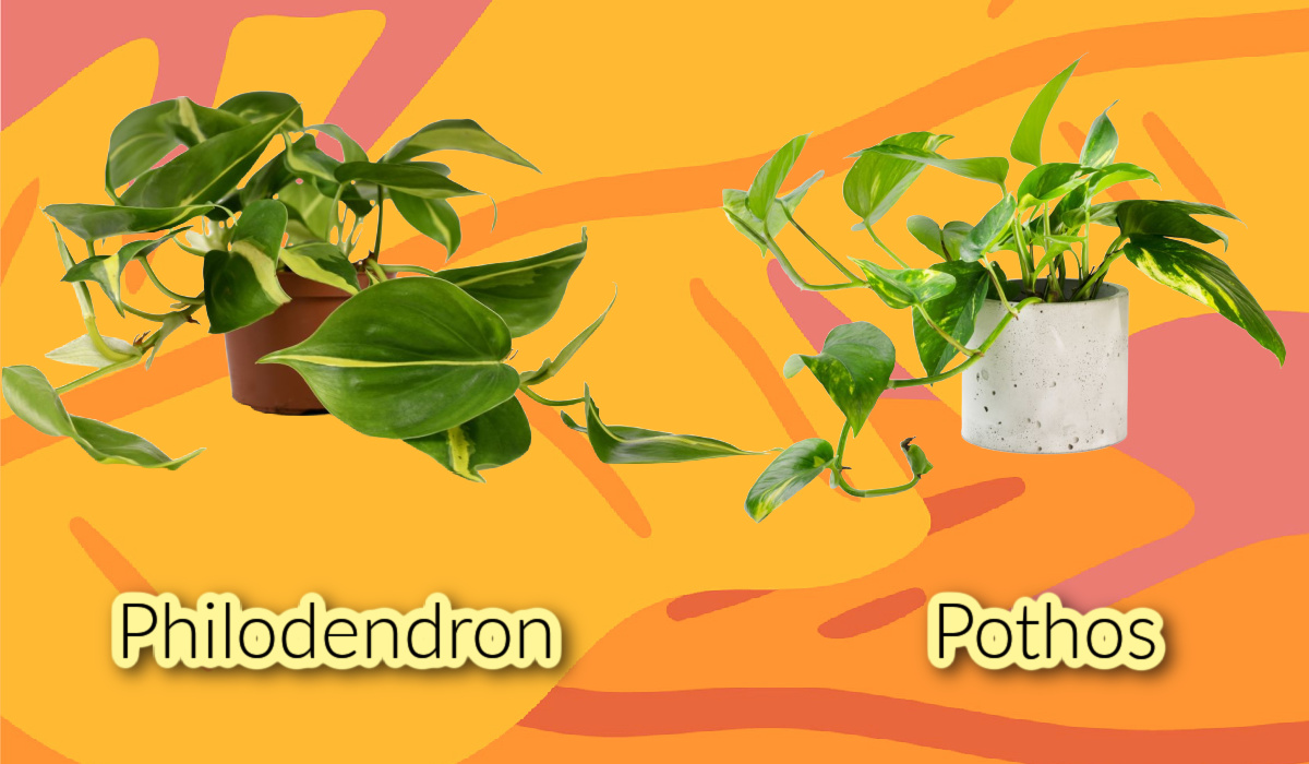 Philodendron Vs Pothos What Are The Differences