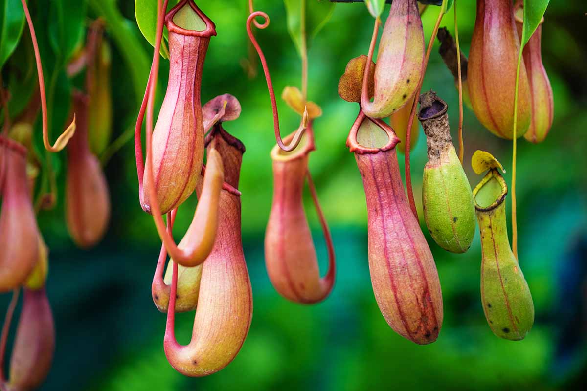 Pitcher Plant – Nepenthes