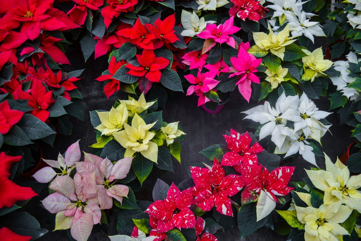 Poinsettias