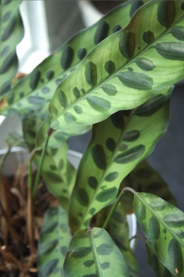 Prayer Plant