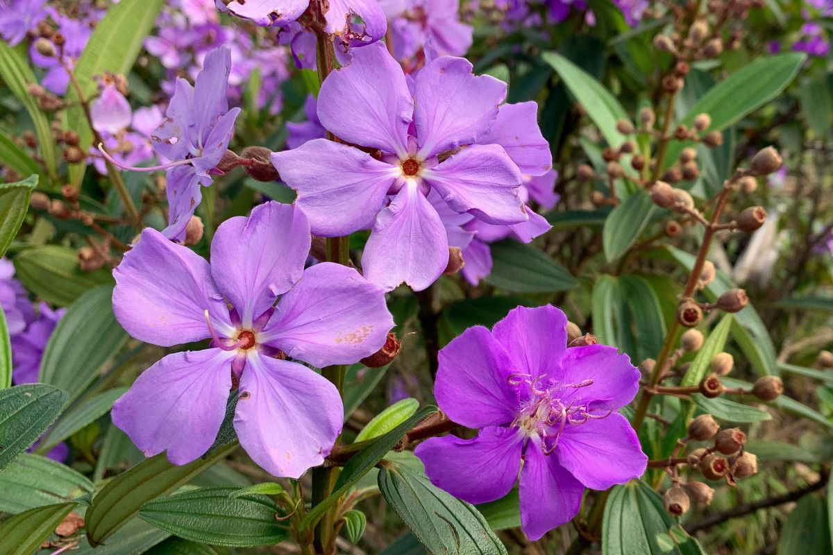 Princess Flower – Tibouchina