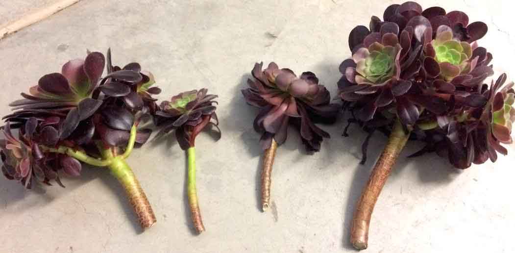 Propagating Your Aeonium Arboreum