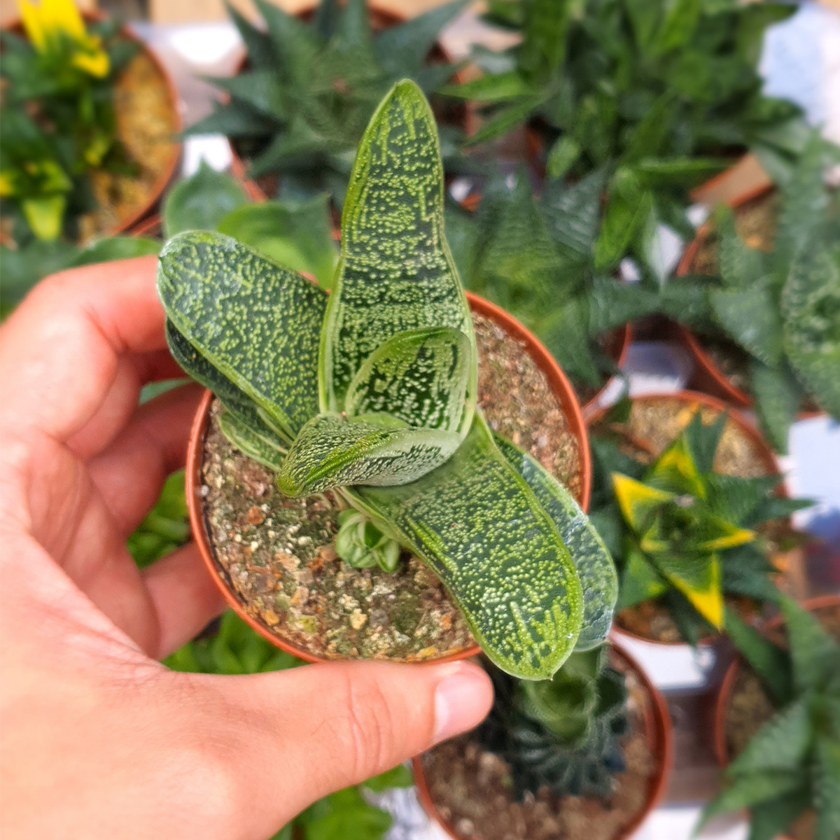 Propagating Your Gasteria Little Warty