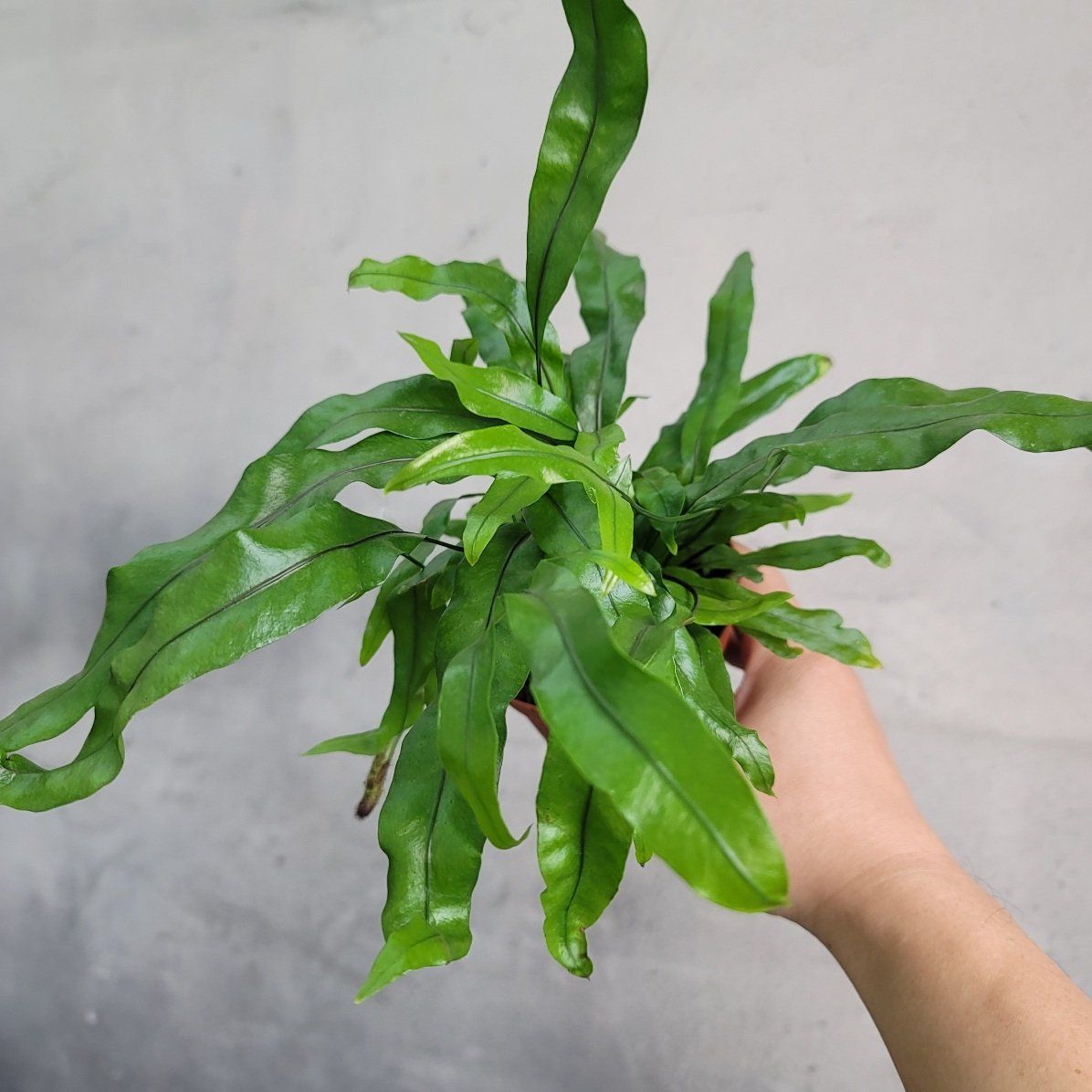 Propagating Your Kangaroo Fern