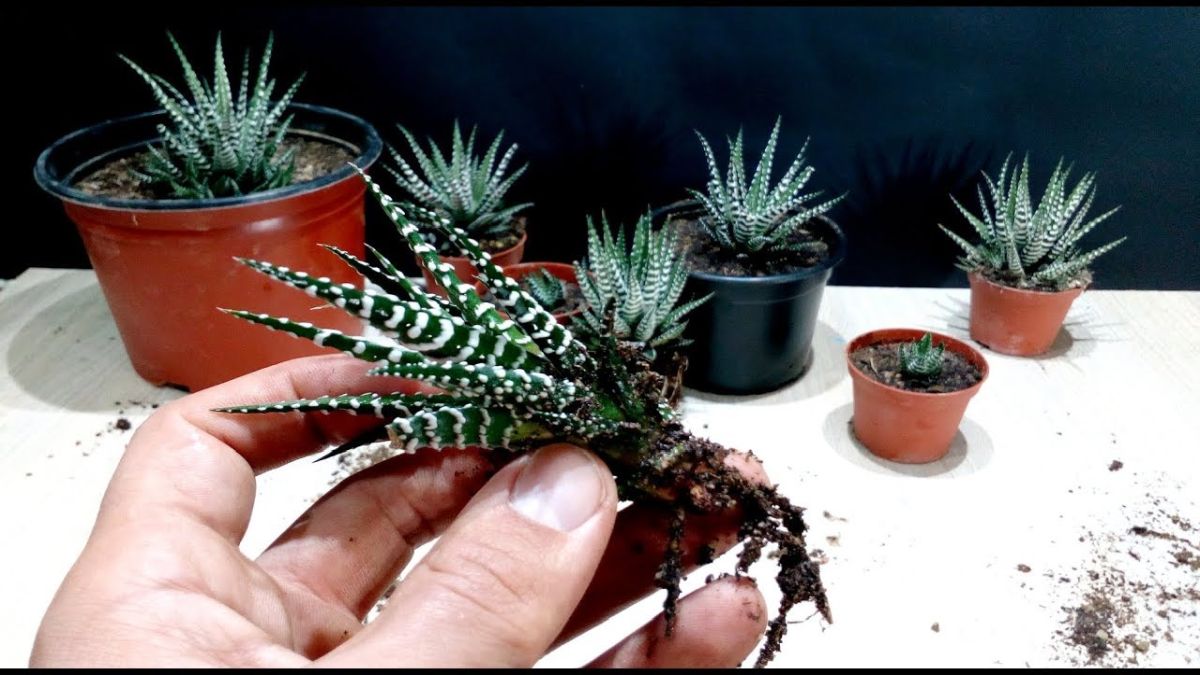 Propagating Your Zebra Succulent Plant