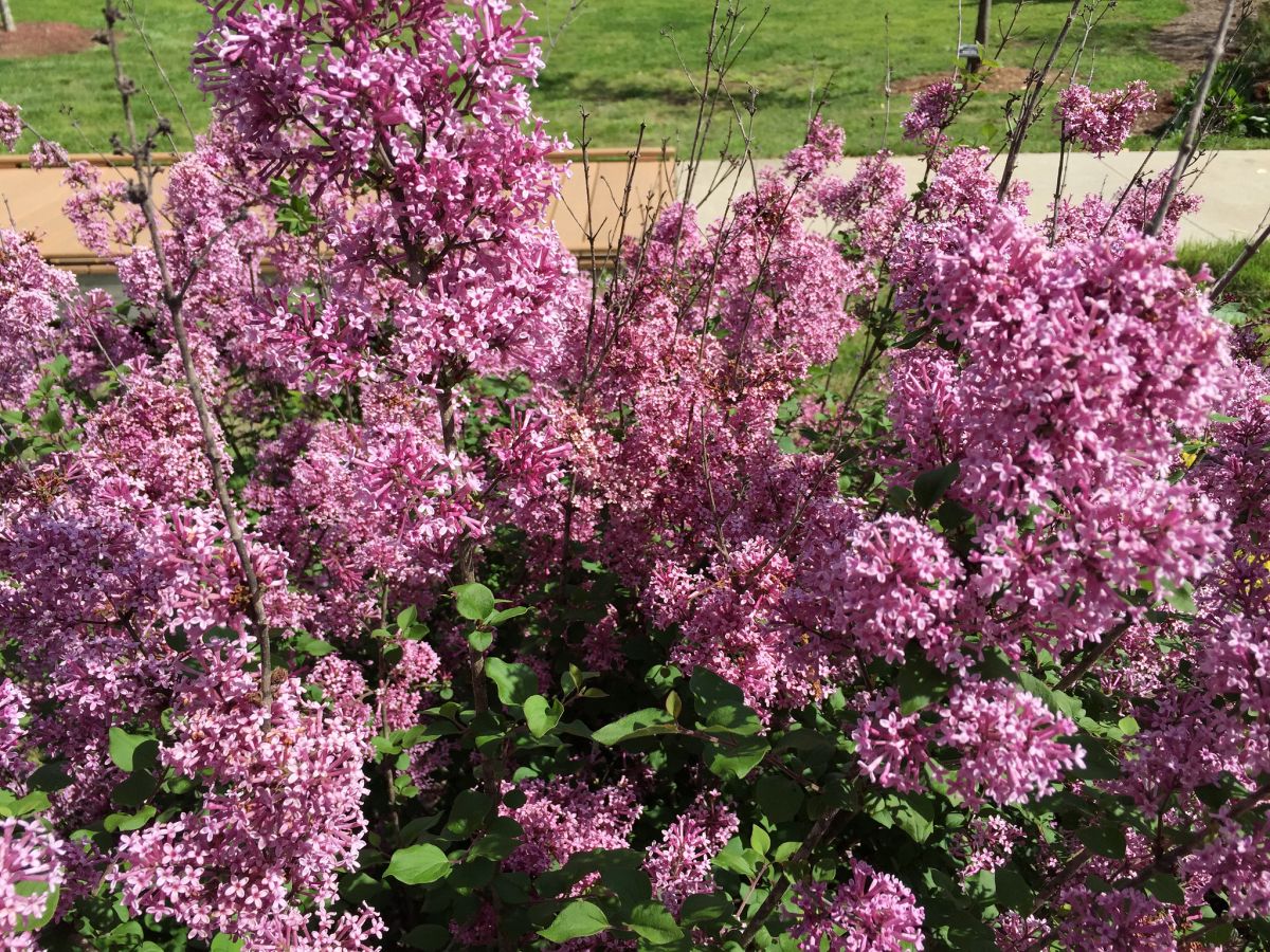 Reblooming Lilac