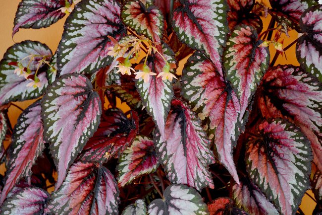 Rex Begonia