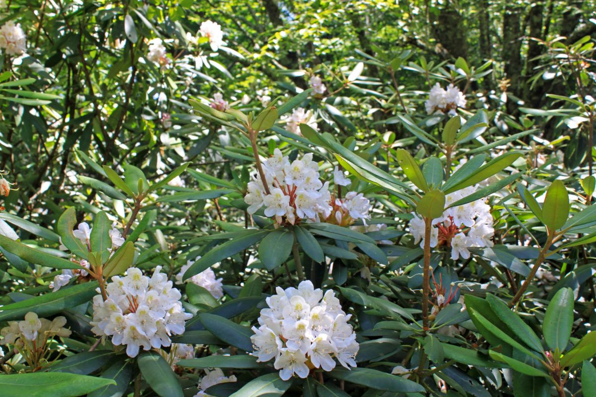 Rosebay Rhododendron 