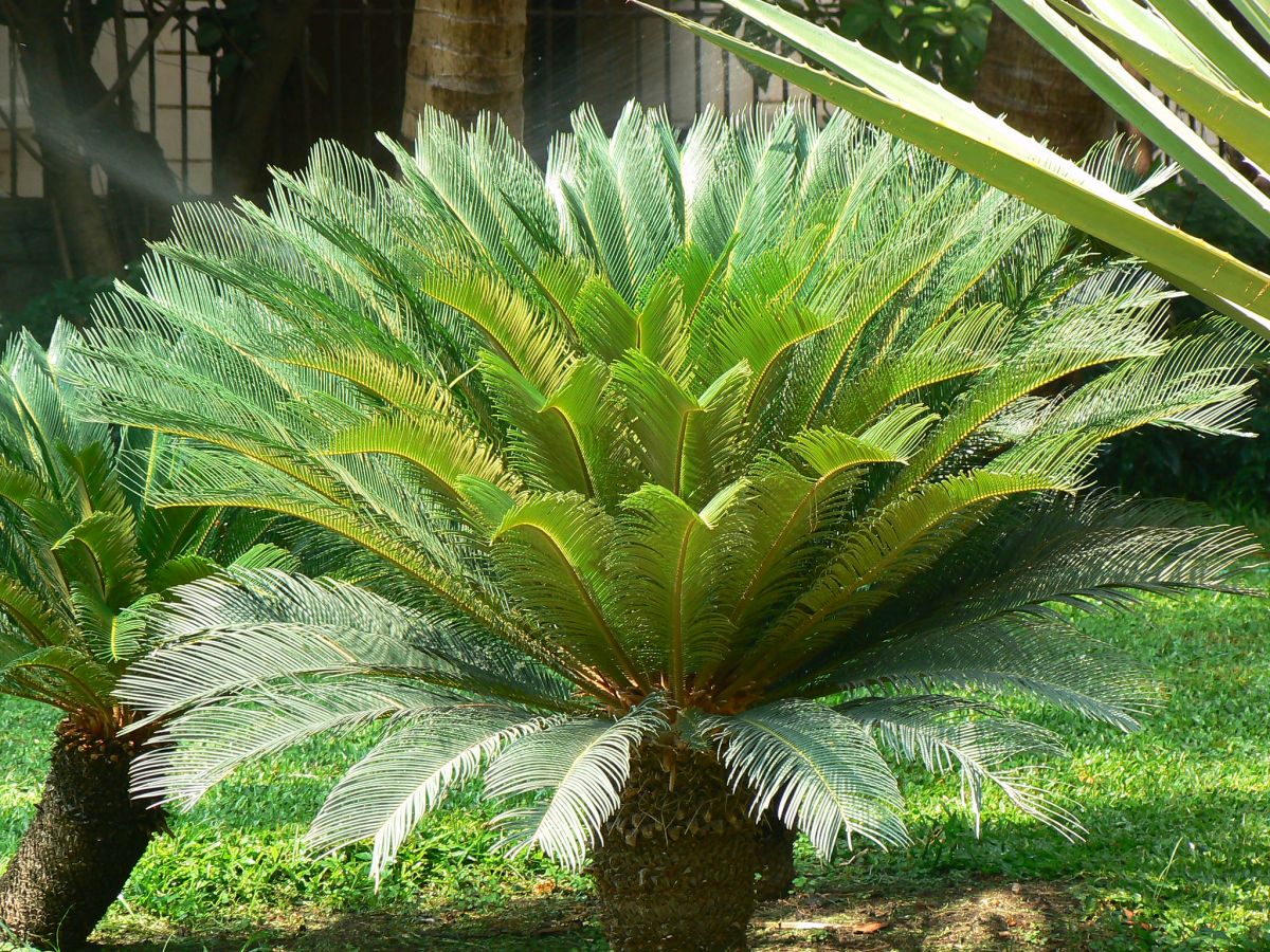 Sago Palm – Cycas revoluta