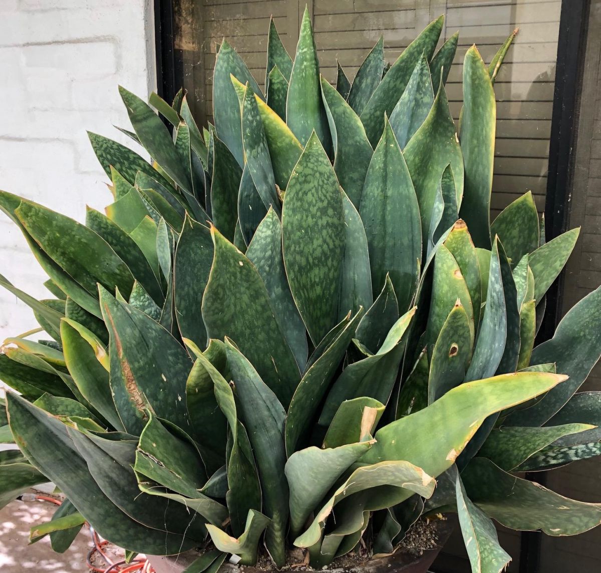 Whale tail snake plant