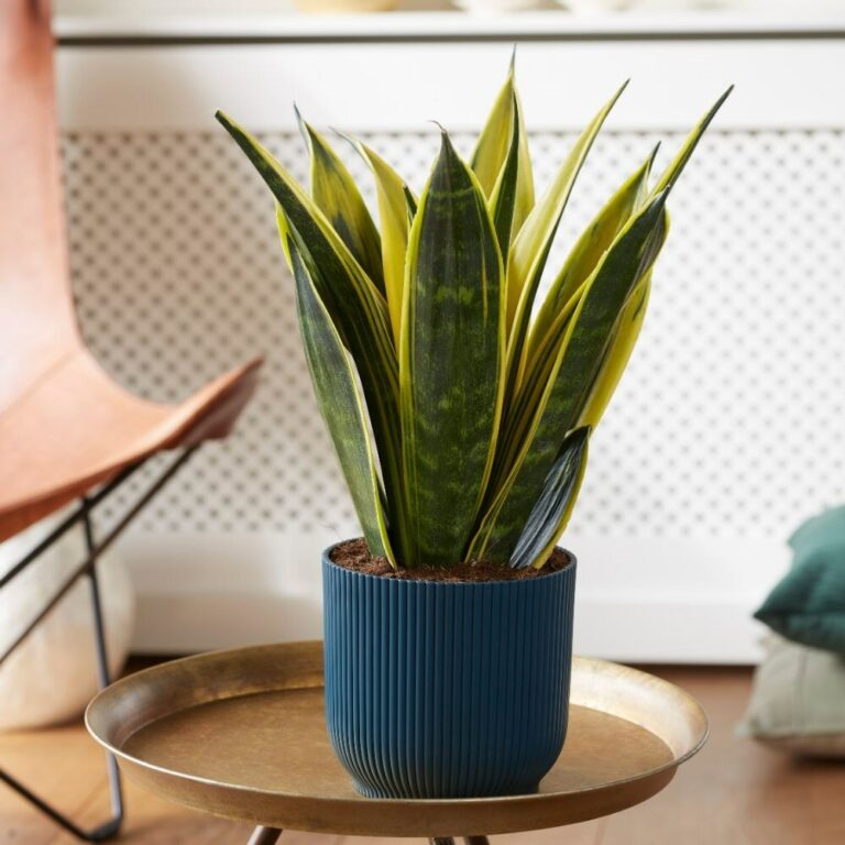 These Are Some Of The Cool Houseplants To Grow