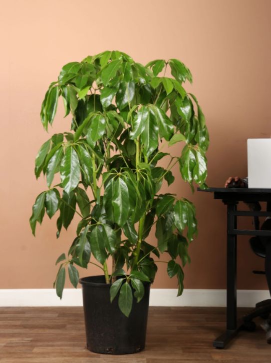 Schefflera Plant