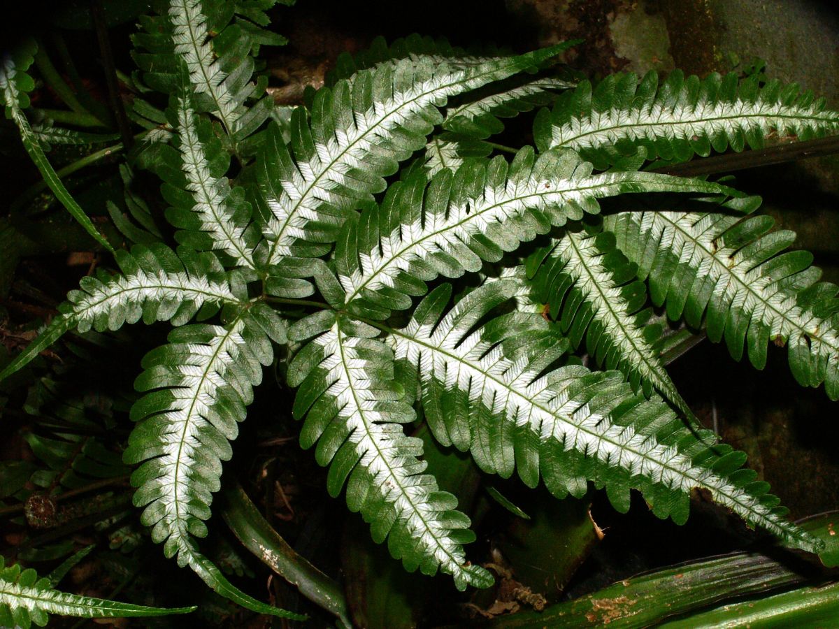 Cretan Brake Fern