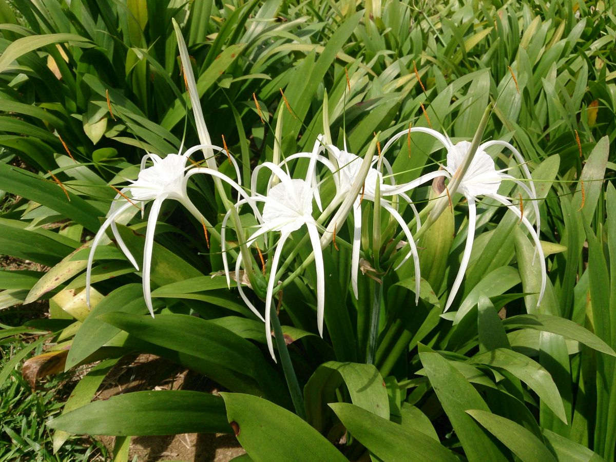 Spider Lily – Hymenocallis