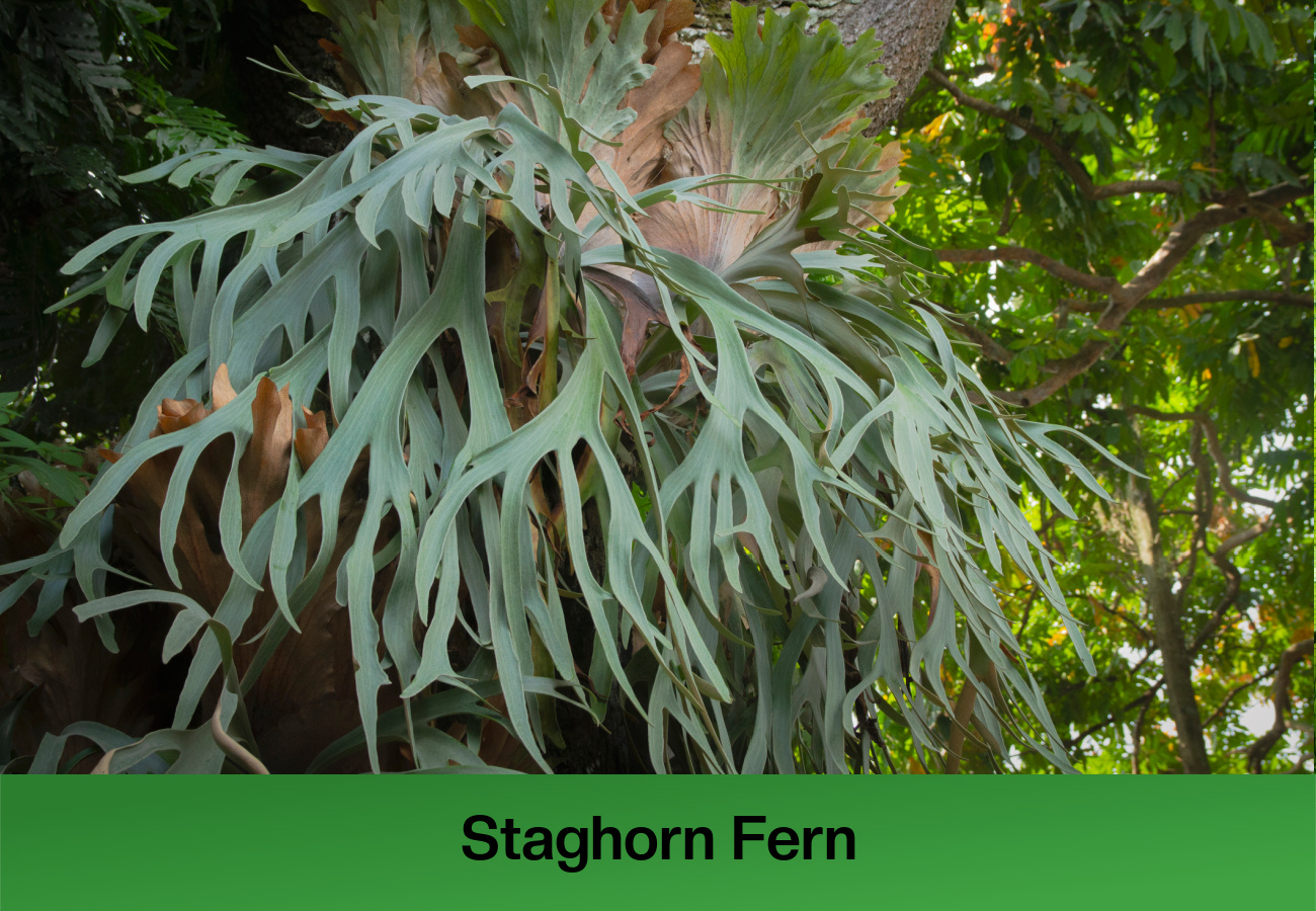 Staghorn Fern