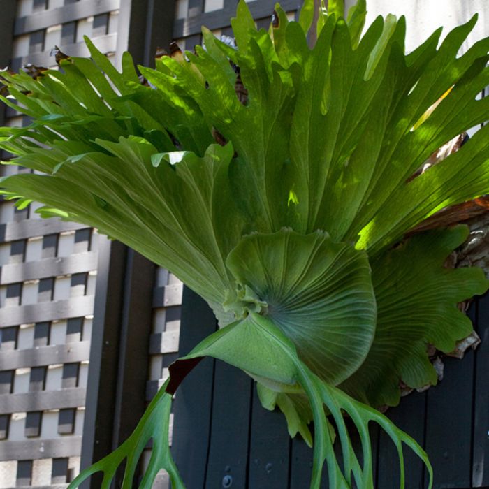 Staghorn Fern