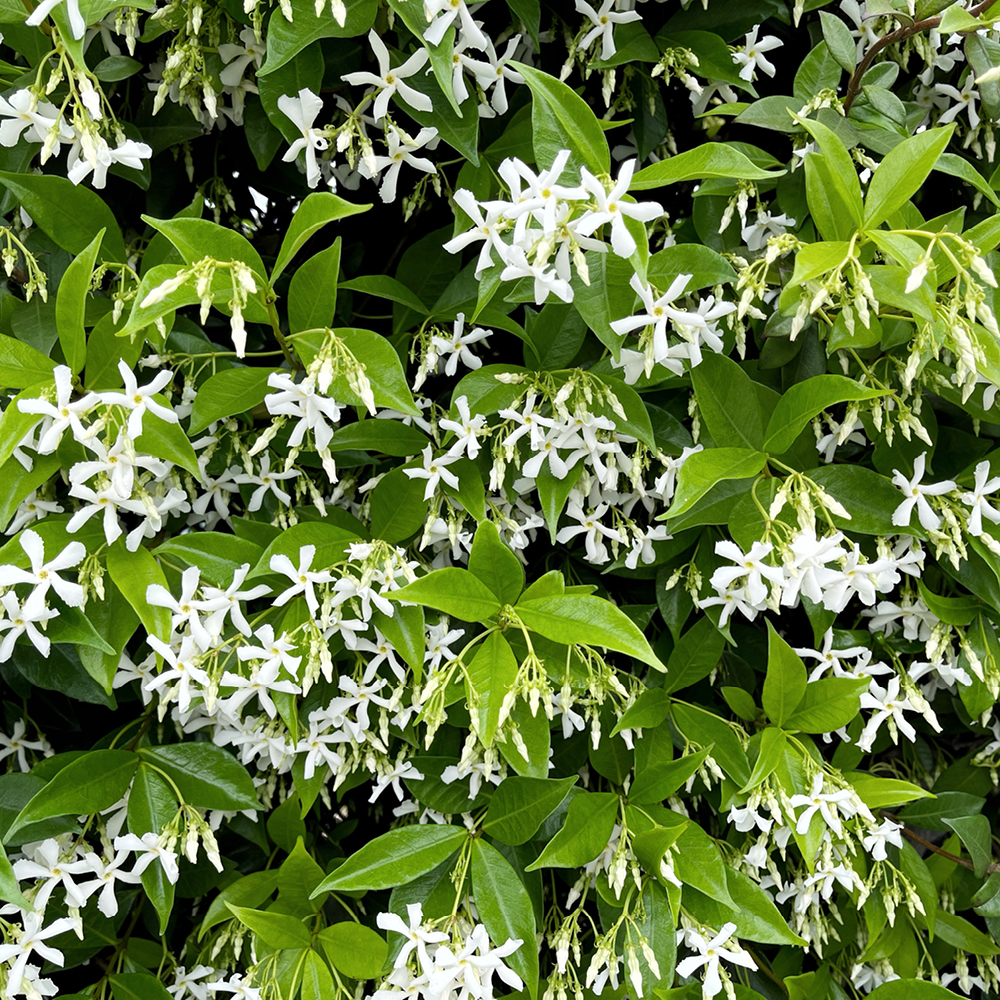 Star Jasmine – Trachelospermum