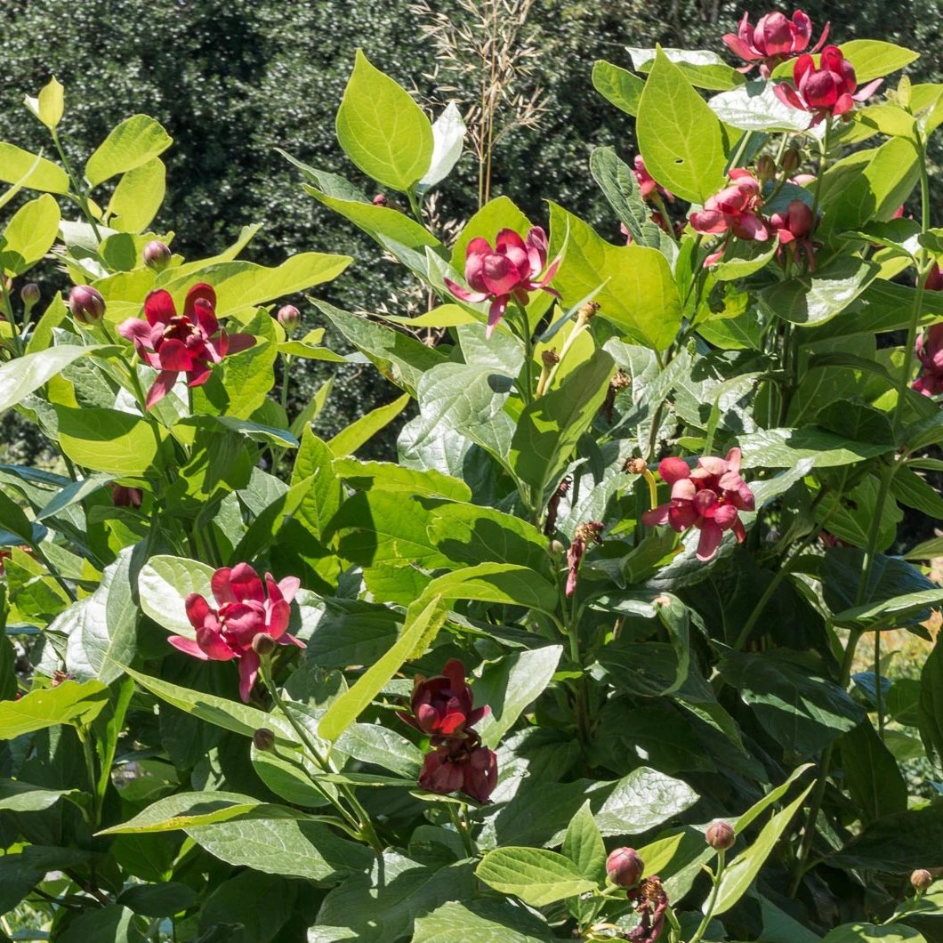 Sweetshrub