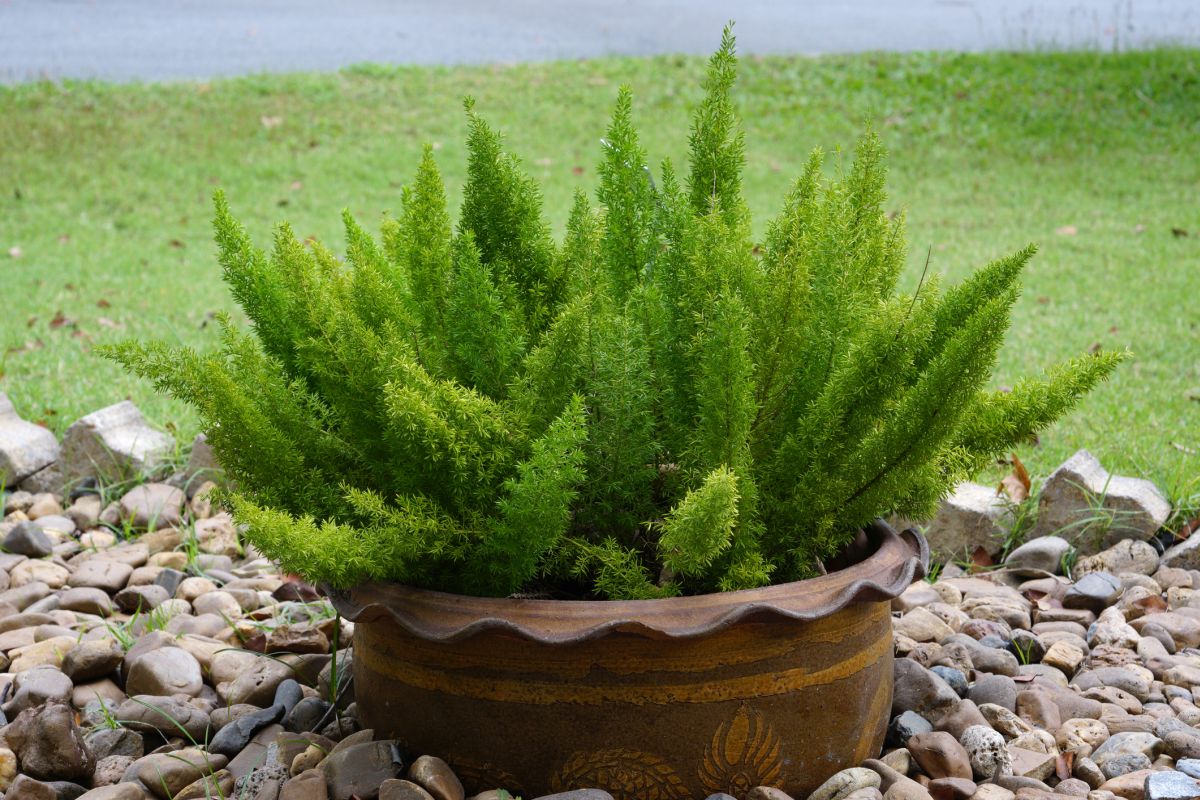The Foxtail Fern: Perfect for Pots