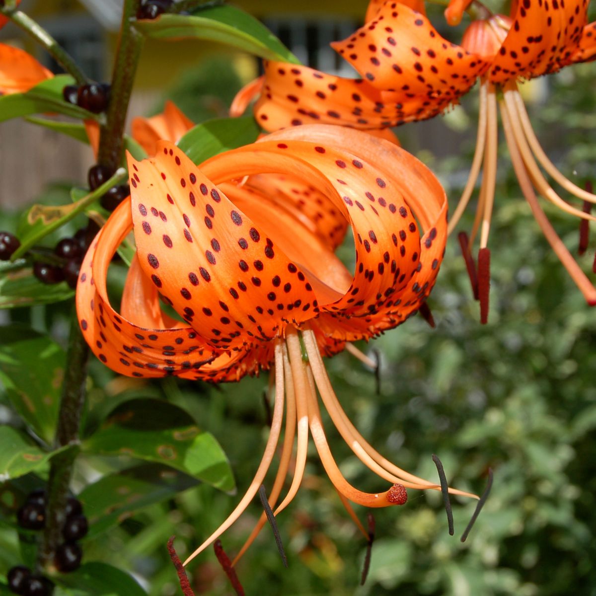 Tiger Lily