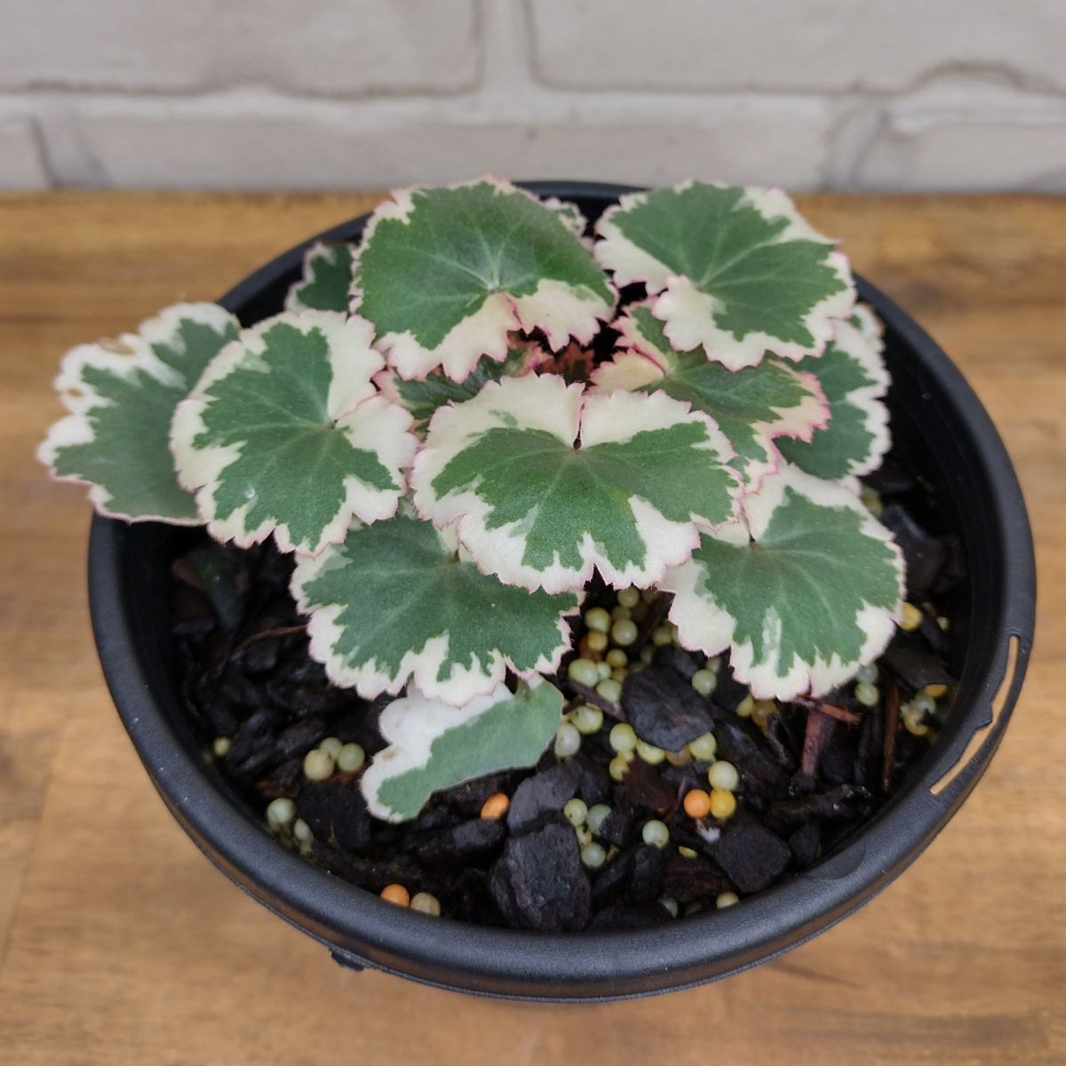 Variegated Strawberry Begonia 