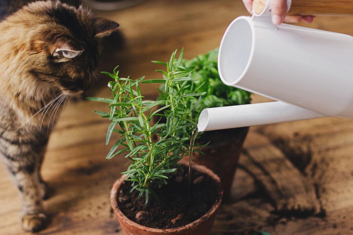 Watering Plants in Containers–The Right Way