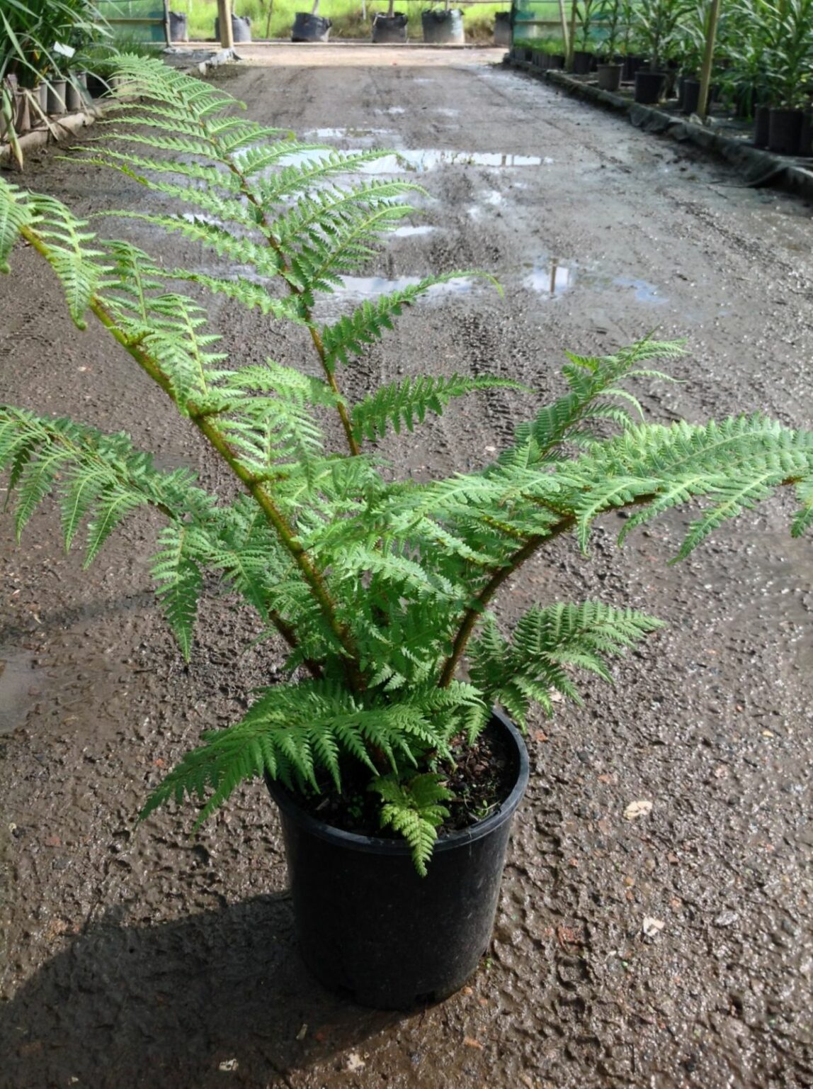 The Australian Tree Fern Makes a Big Impact