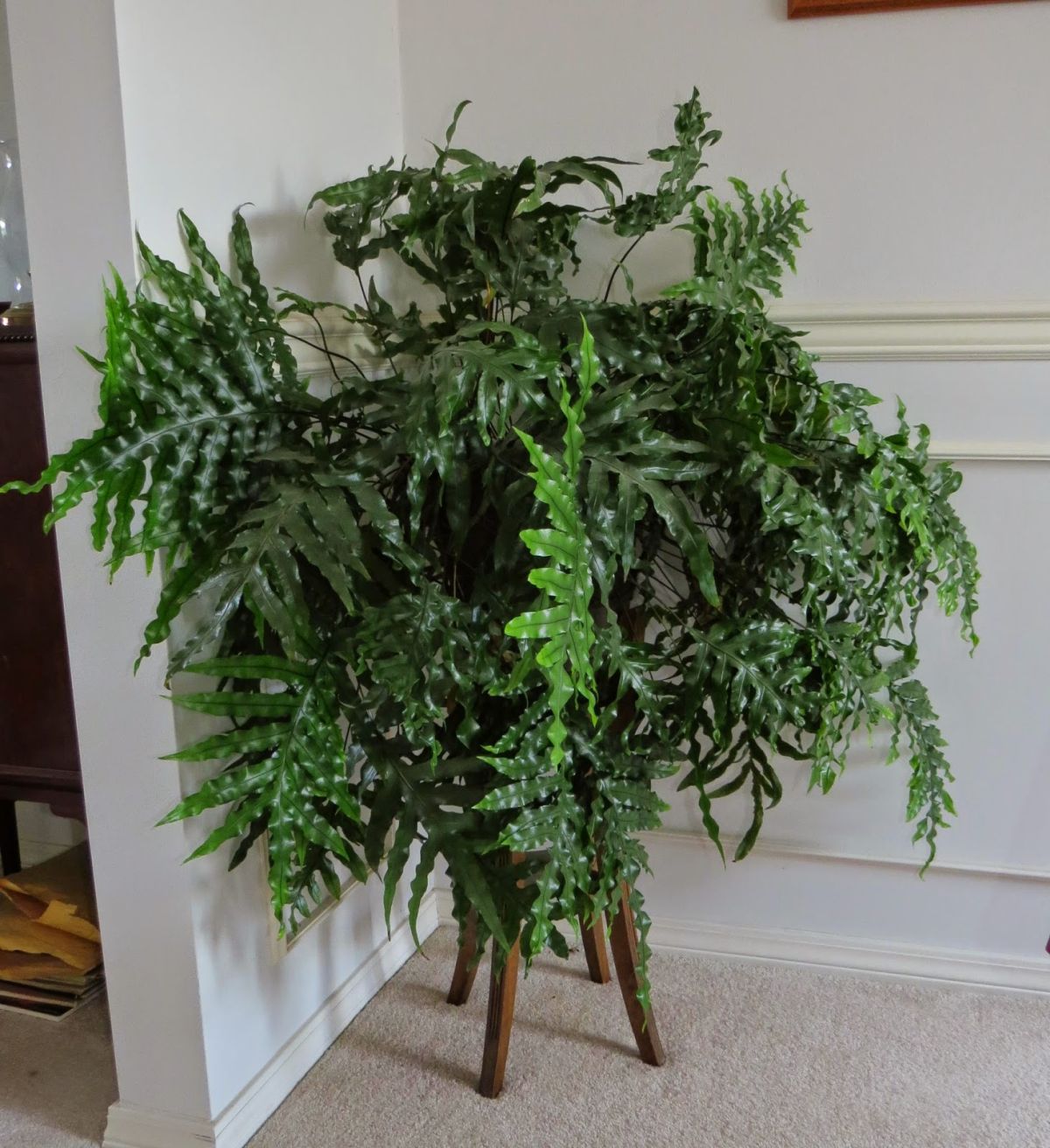 Watering Your Kangaroo Fern