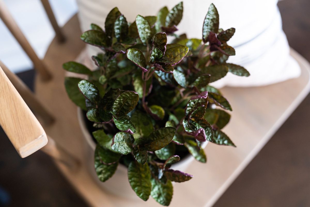 Watering Your Red Ivy Plant