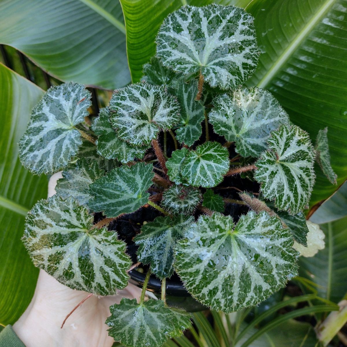 Watering Your Strawberry Begonia