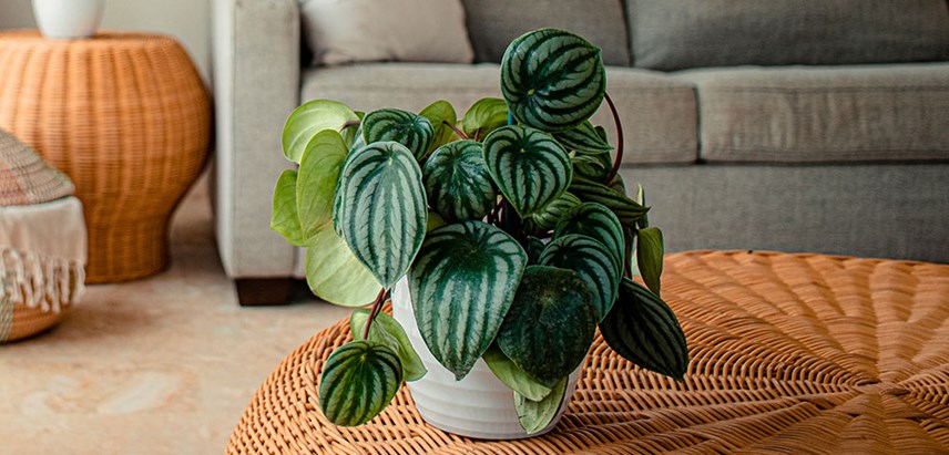 Watermelon Peperomia