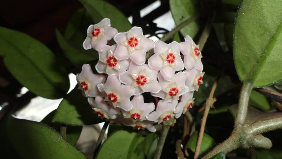 Wax Plant – Hoya