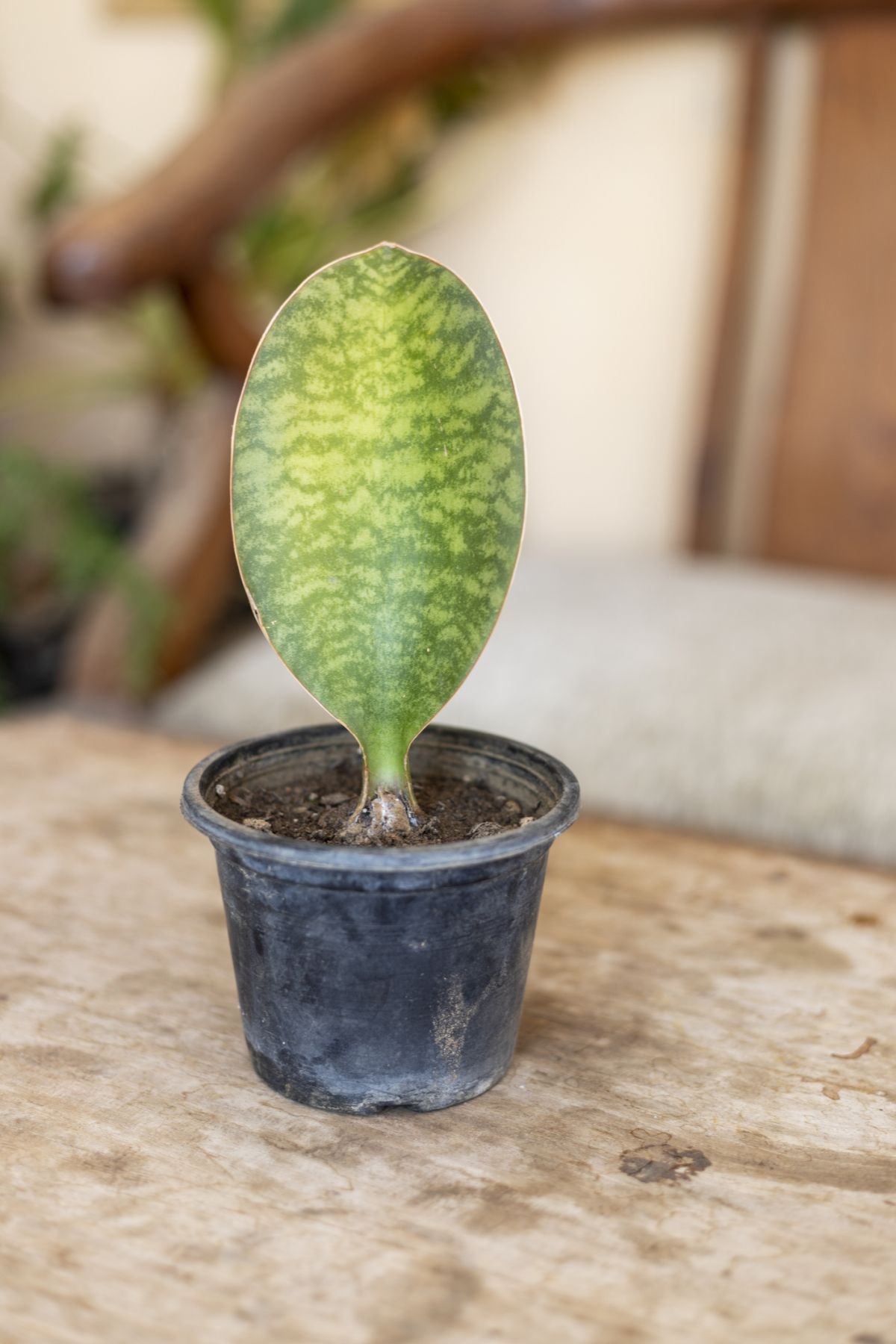 Whale Fin Sansevieria Propagation