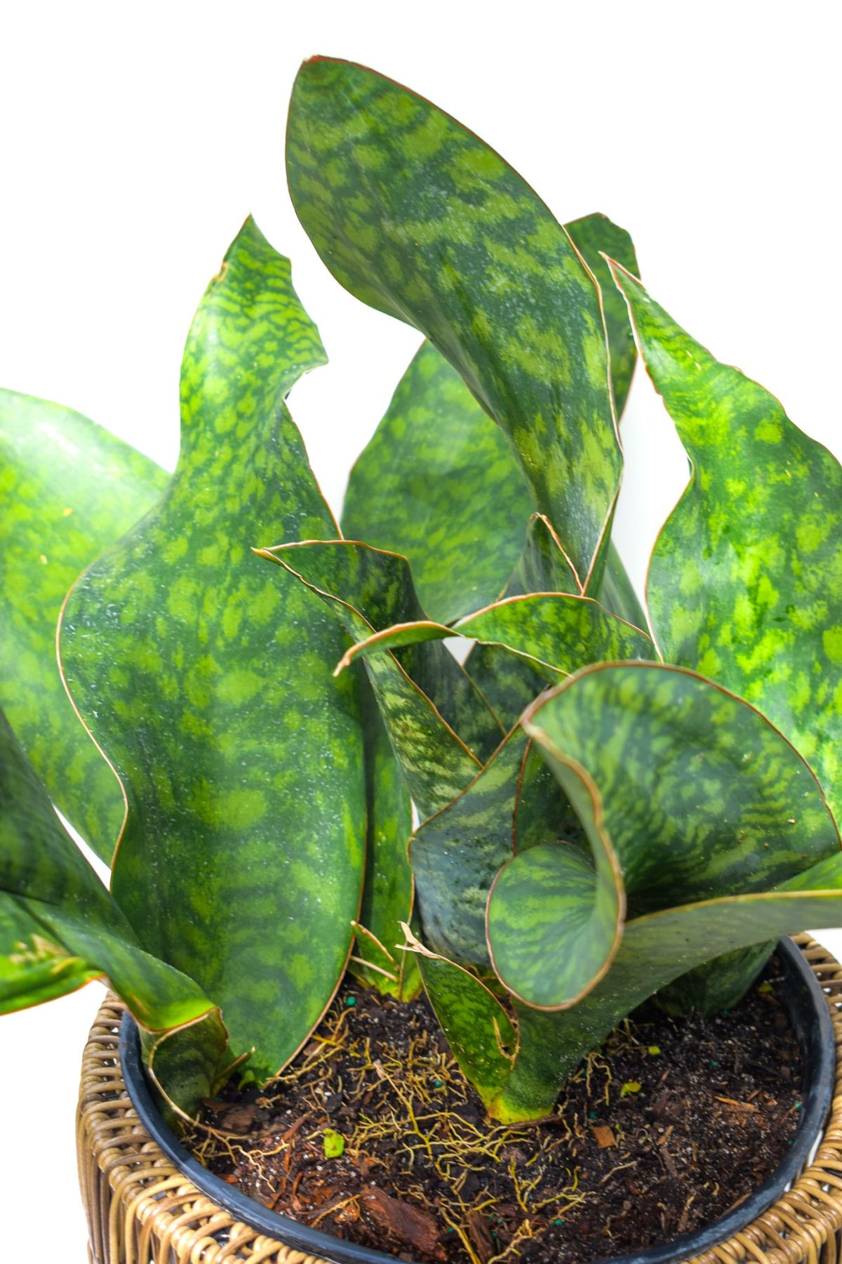 Whale Fin Sansevieria Watering Requirements 