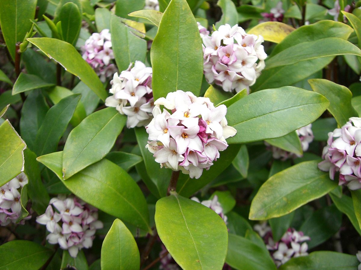 Winter Daphne